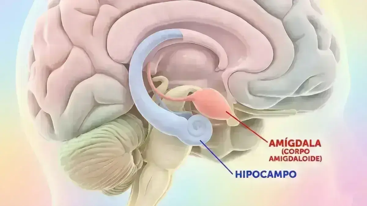 Amigdalohipocampectomia Seletiva
