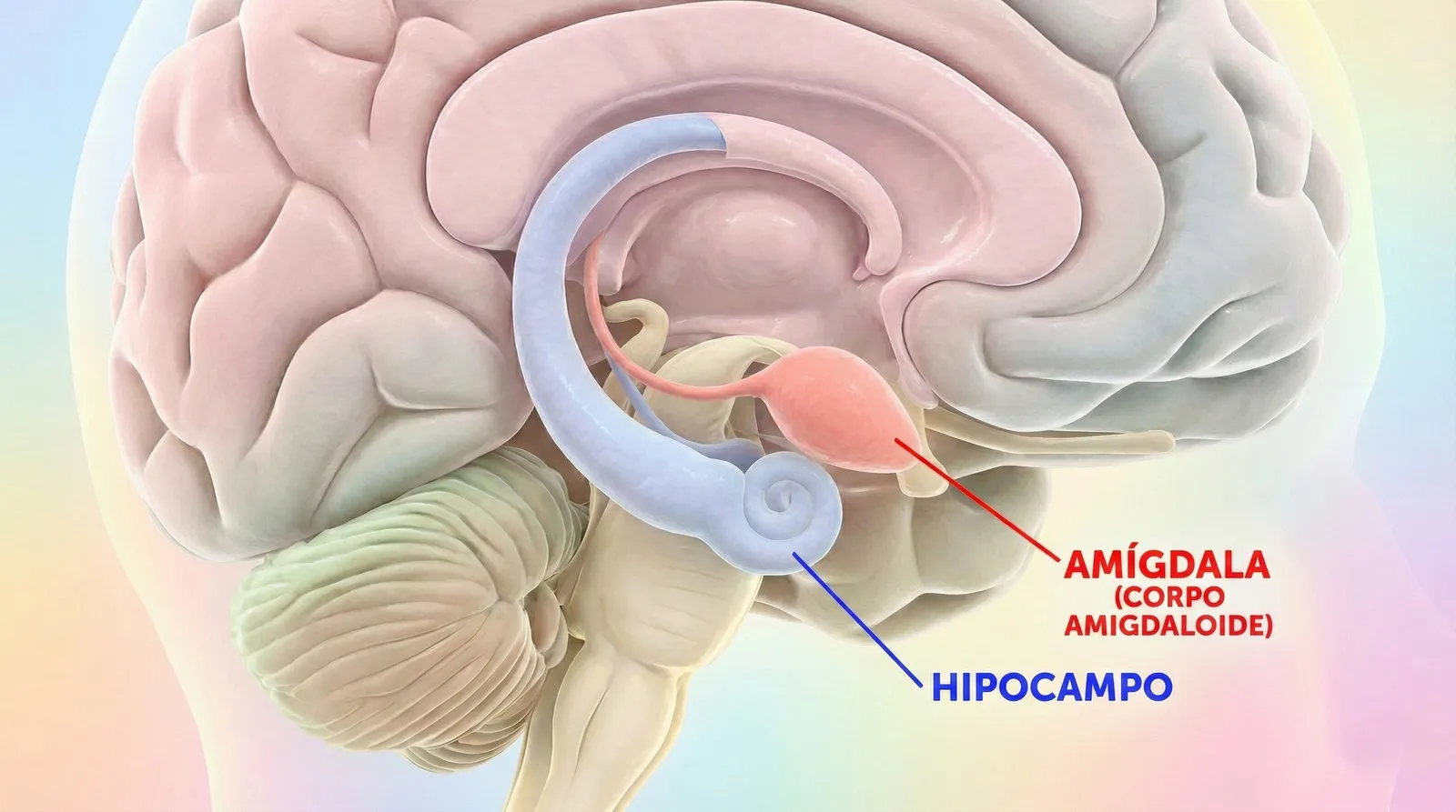 🧠 Amigdalohipocampectomia Seletiva