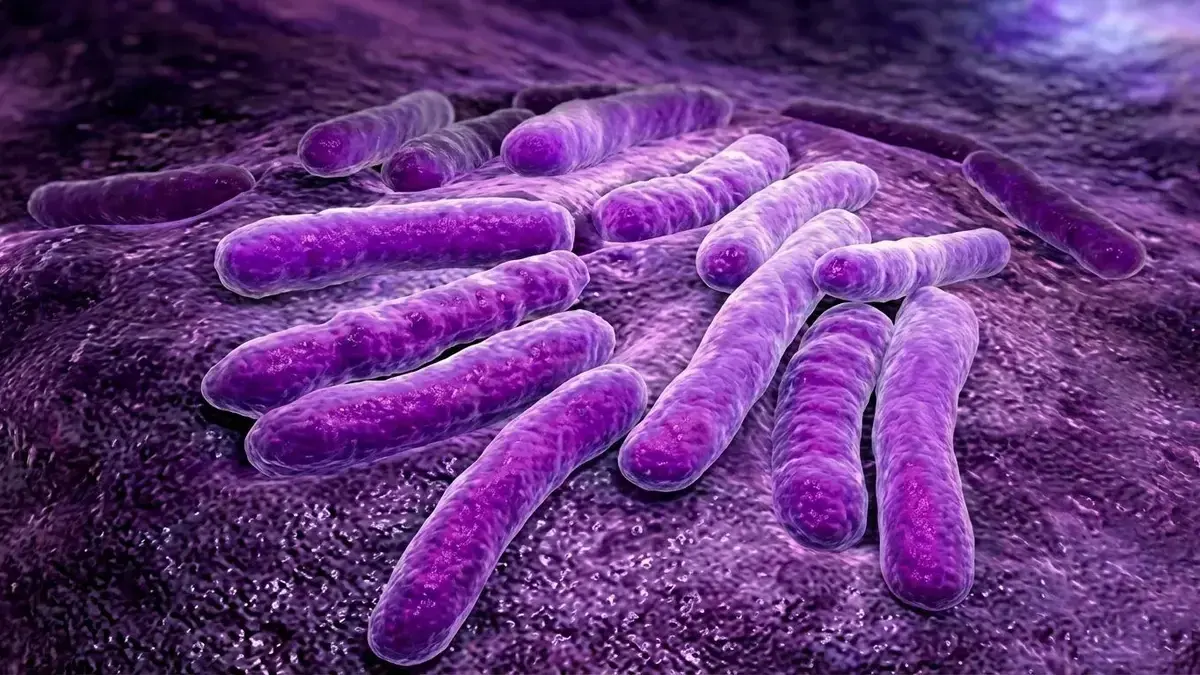 🦠📜 Meningite Tuberculosa